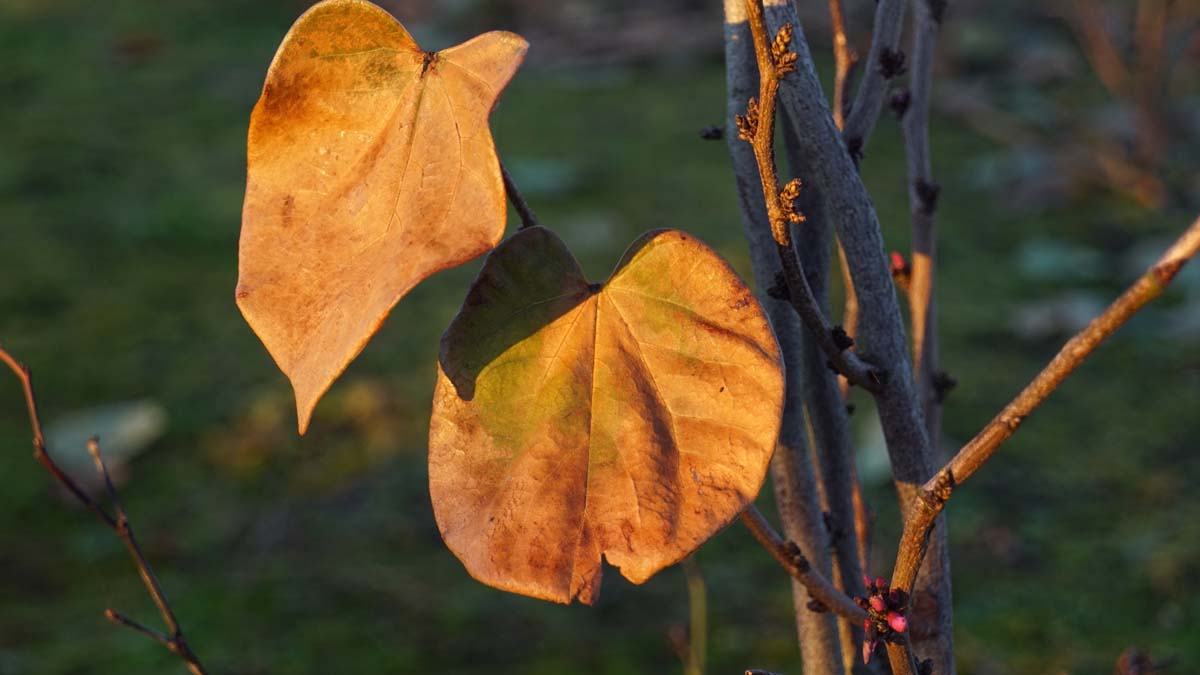 Cercis chinensis 'Avondale' solitair