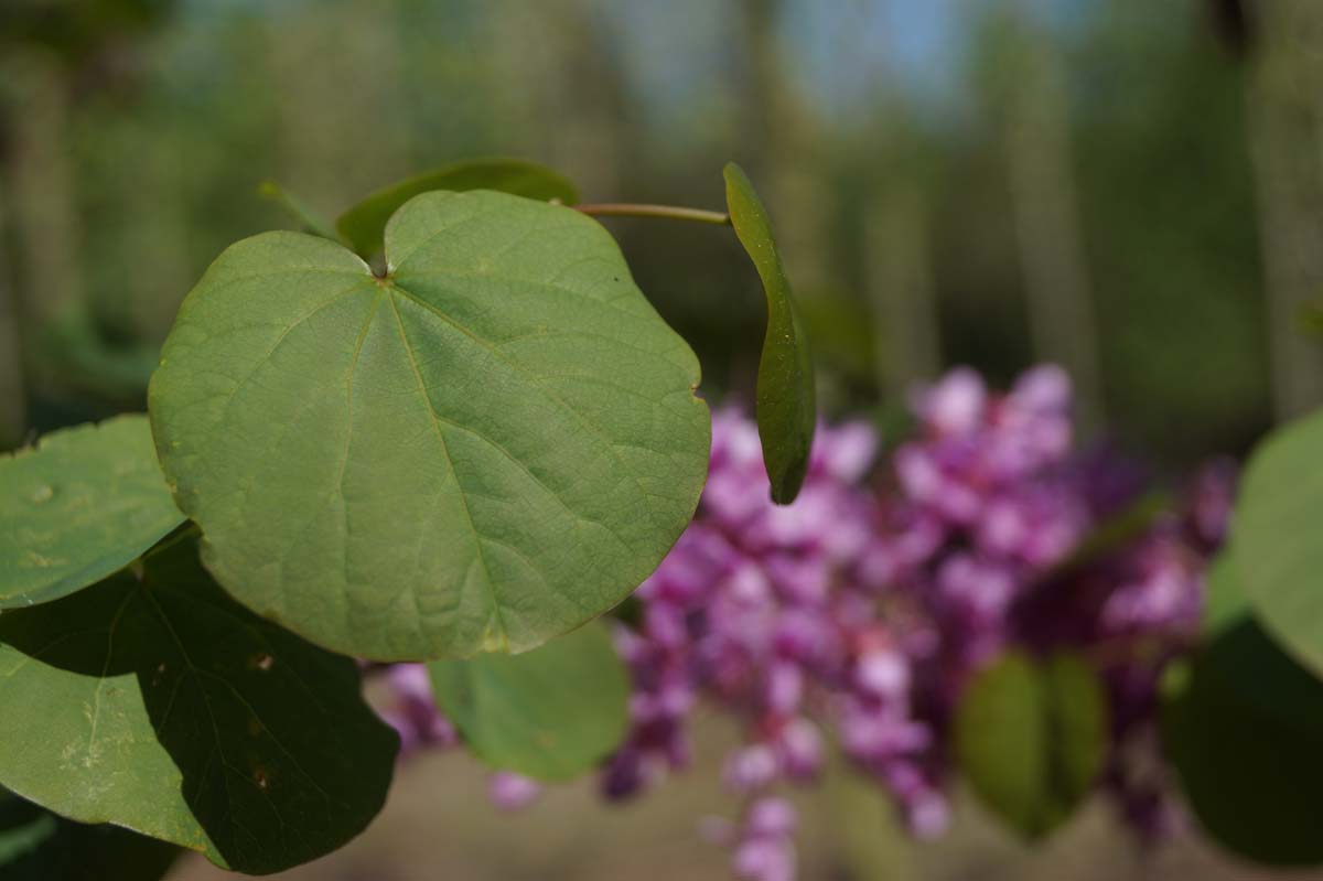 Cercis siliquastrum op stam bloem