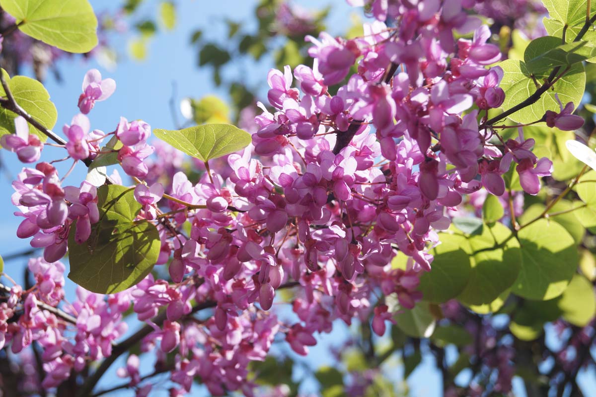 Cercis siliquastrum op stam bloem