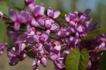 Cercis siliquastrum op stam bloem