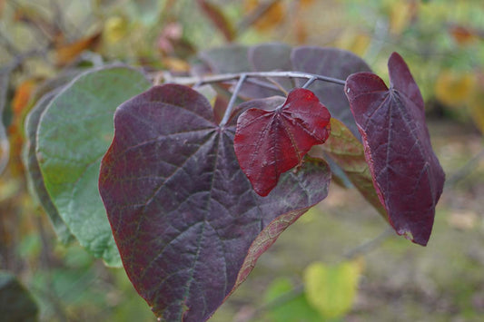 Cercis canadensis op stam blad