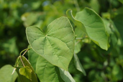 Cercis canadensis Tuinplanten blad