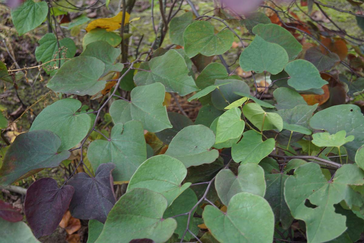 Cercis canadensis Tuinplanten twijg