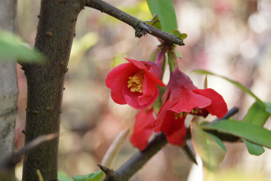 Chaenomeles cathayensis meerstammig / struik