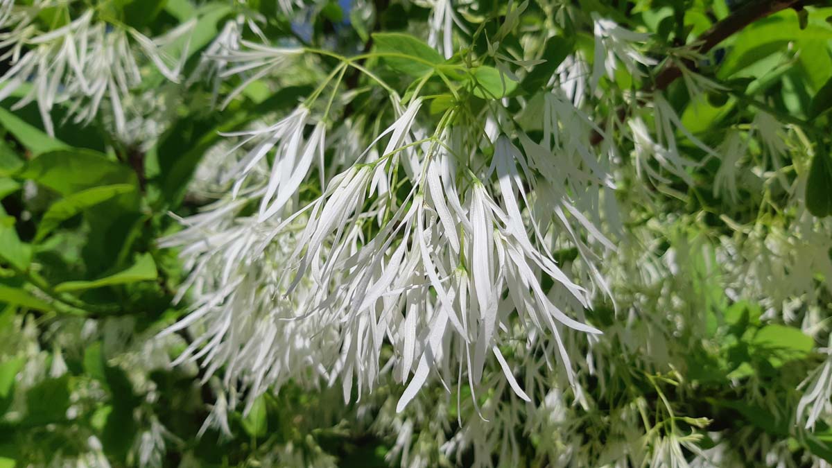 Chionanthus virginicus solitair