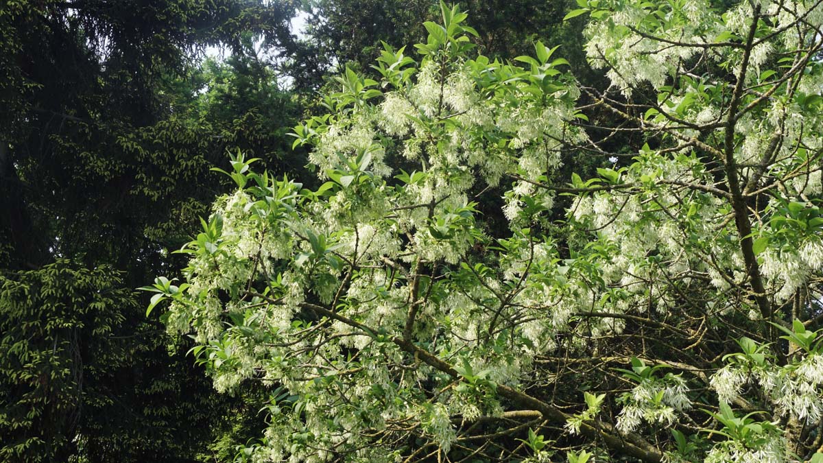 Chionanthus virginicus op stam