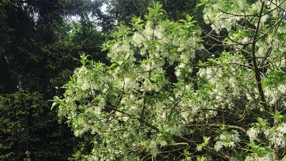 Chionanthus virginicus Tuinplanten