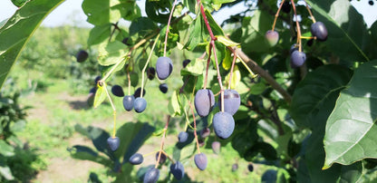 Chionanthus virginicus solitair