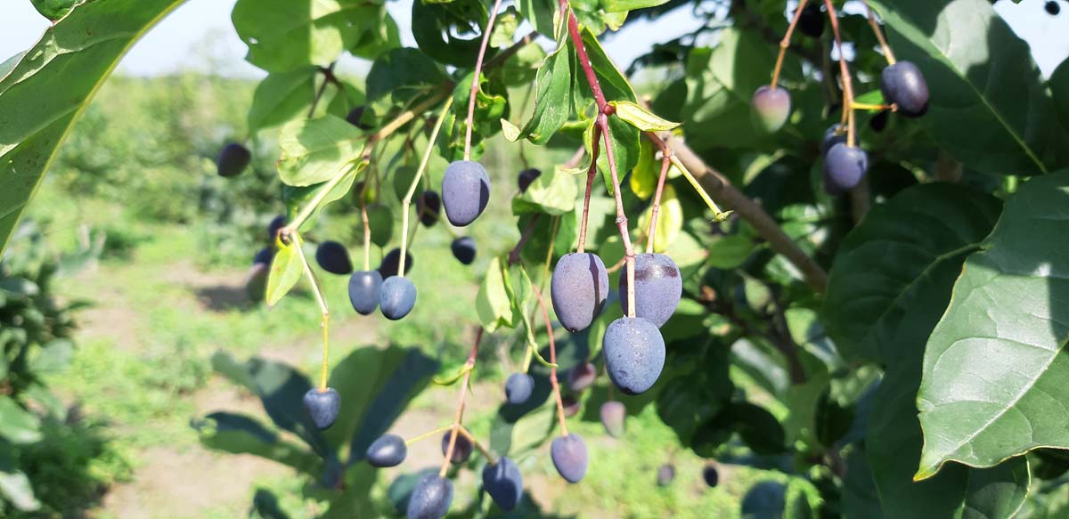 Chionanthus virginicus op stam