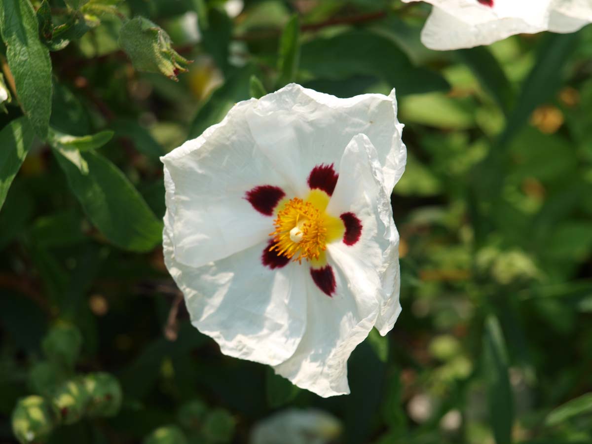 Cistus ladanifer