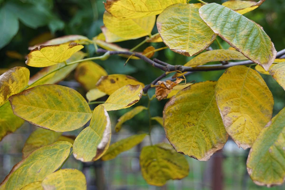 Cladrastis kentukea op stam herfstkleur