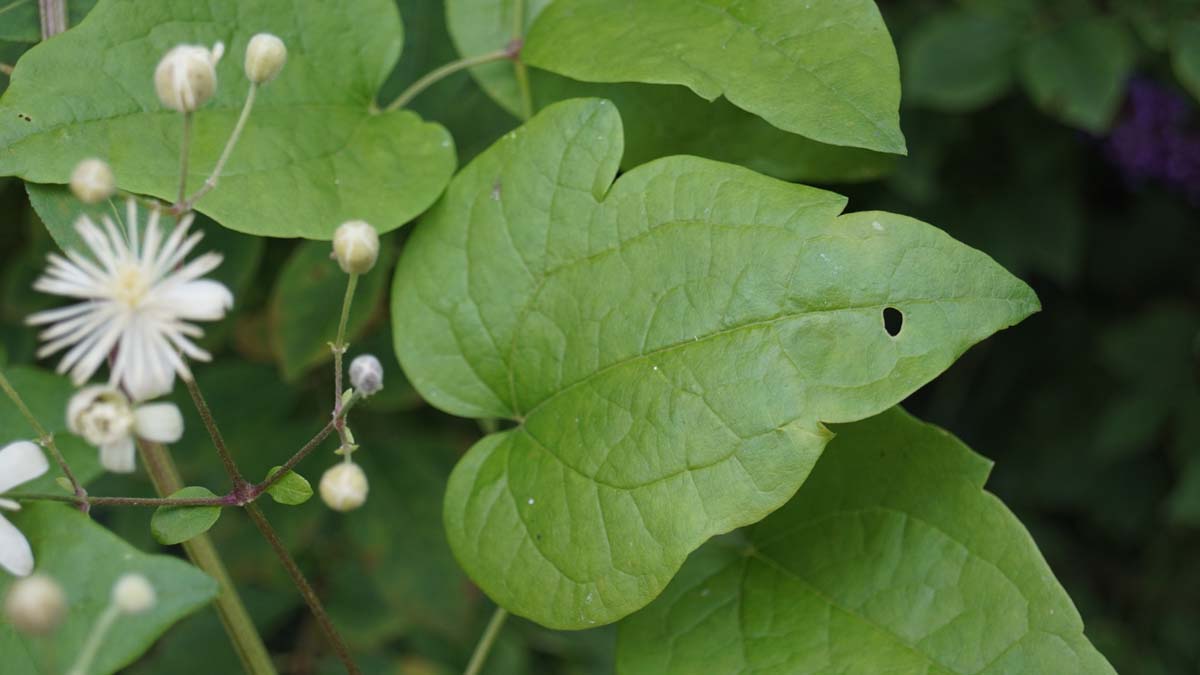 Clematis vitalba