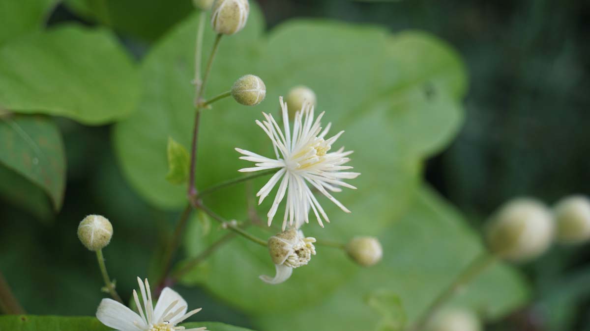 Clematis vitalba