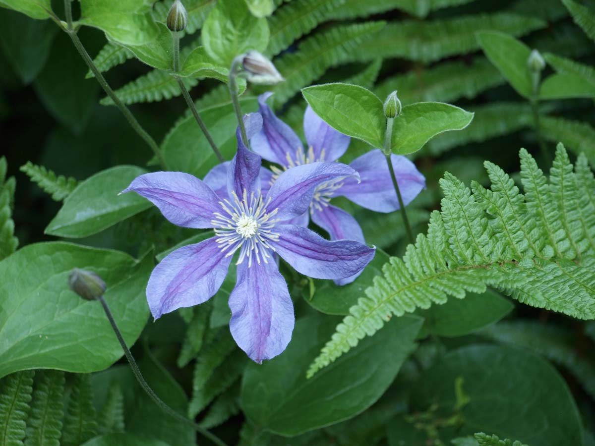 Clematis vitalba