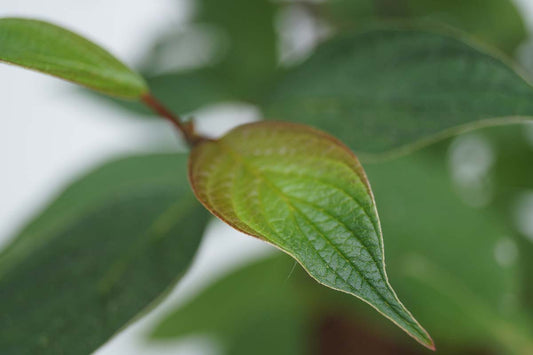 Cornus alba 'Kesselringii' meerstammig / struik