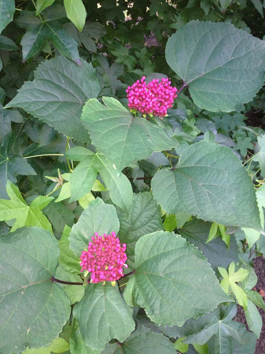 Clerodendrum bungei meerstammig / struik