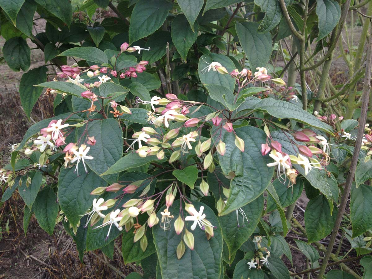 Clerodendrum trichotomum meerstammig / struik bloesem