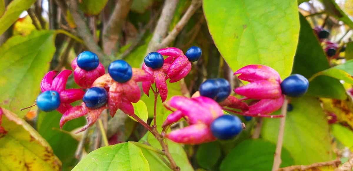 Clerodendrum trichotomum solitair vrucht