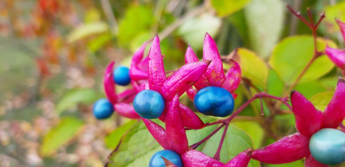 Clerodendrum trichotomum solitair vrucht