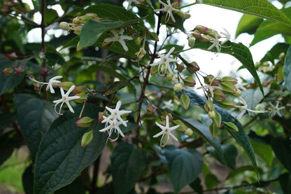 Clerodendrum trichotomum fargesii Tuinplanten