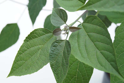 Clerodendrum trichotomum fargesii Tuinplanten