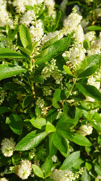 Clethra alnifolia meerstammig / struik