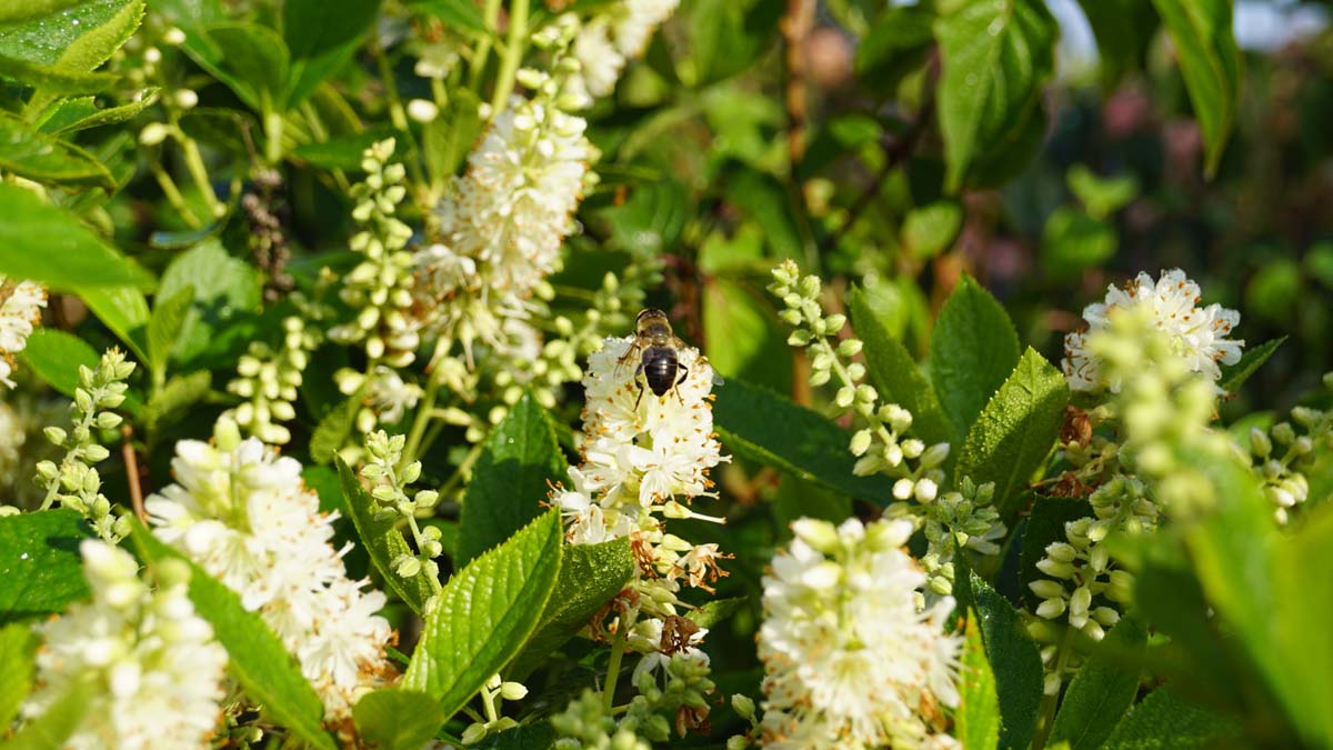 Clethra alnifolia meerstammig / struik