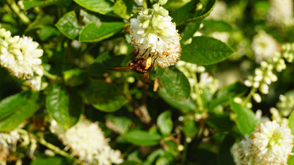 Clethra alnifolia meerstammig / struik