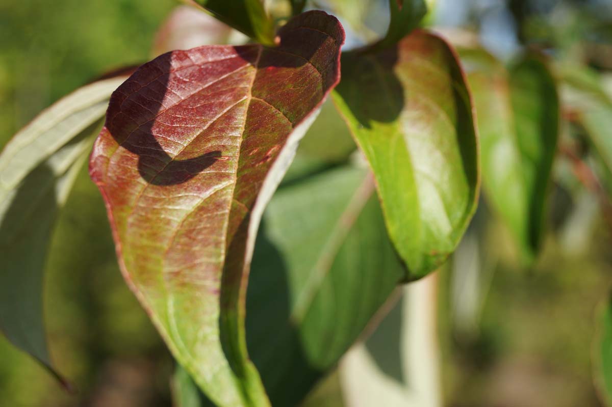 Cornus controversa Tuinplanten blad