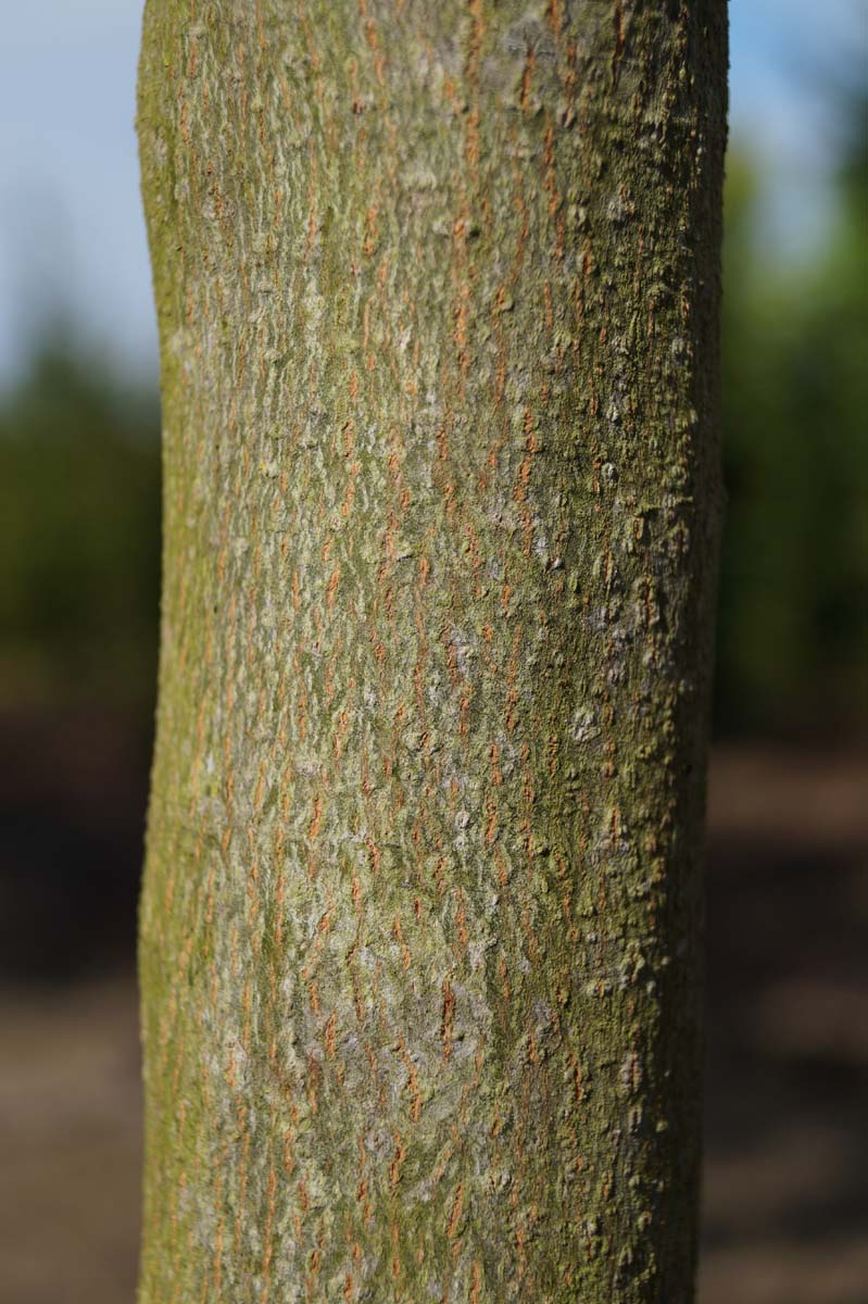 Cornus controversa Tuinplanten bast