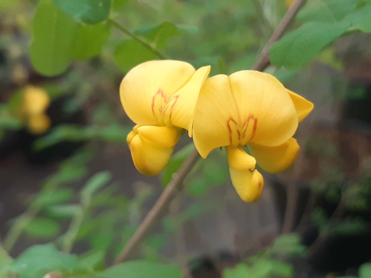 Colutea arborescens meerstammig / struik