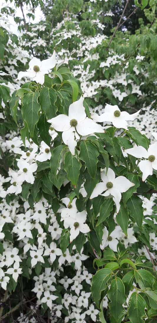 Cornus kousa 'Milky Way' Tuinplanten bloesem