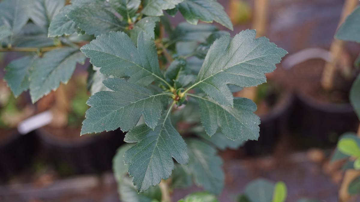 Crataegus grignonensis op stam