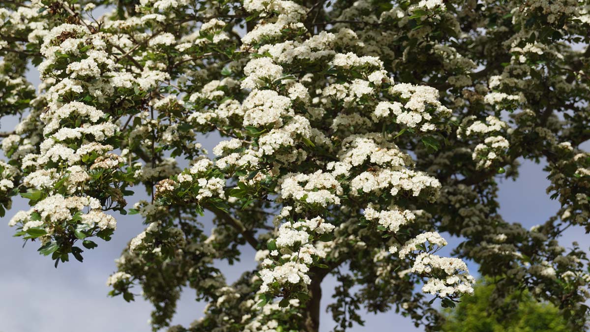 Crataegus laevigata 'Plena' op stam bloesem