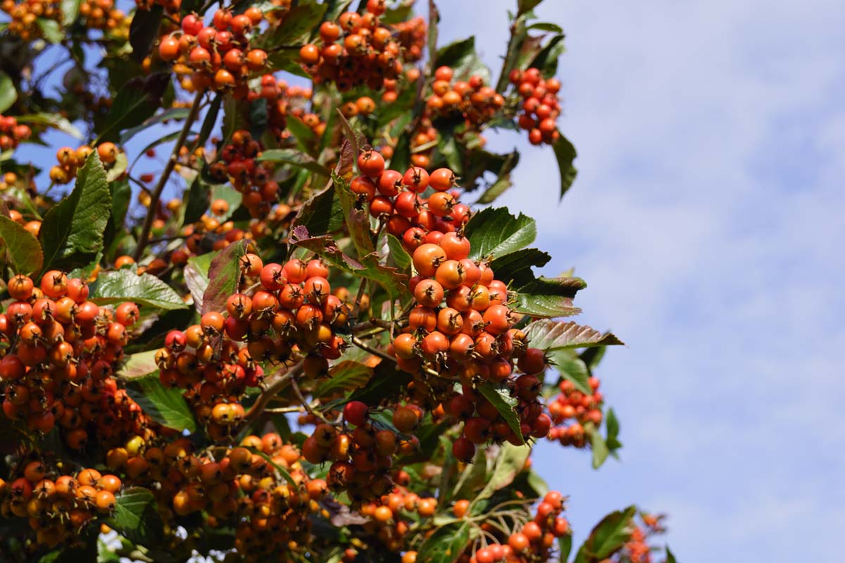 Crataegus lavalleei op stam