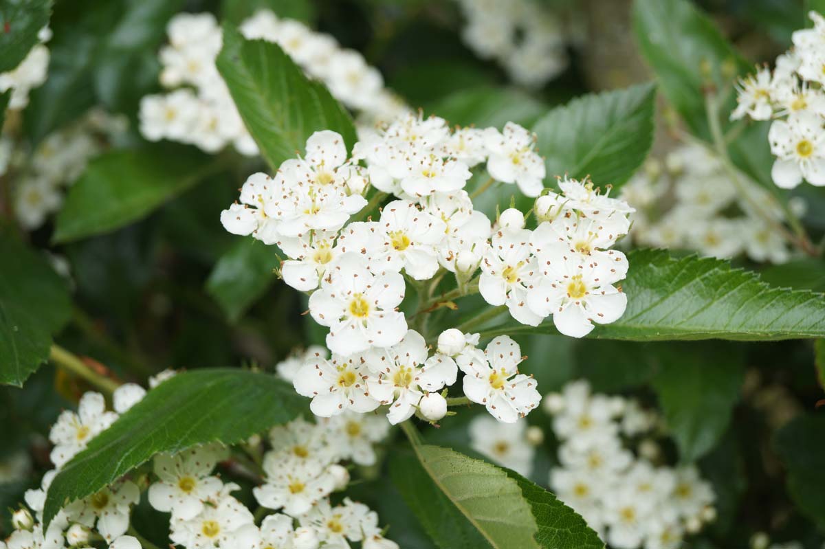 Crataegus lavalleei 'Carrierei' solitair bloem