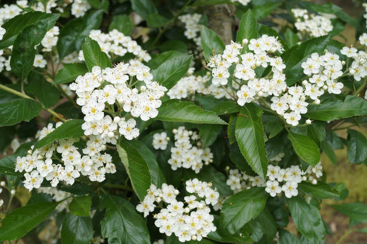 Crataegus lavalleei 'Carrierei' solitair bloem