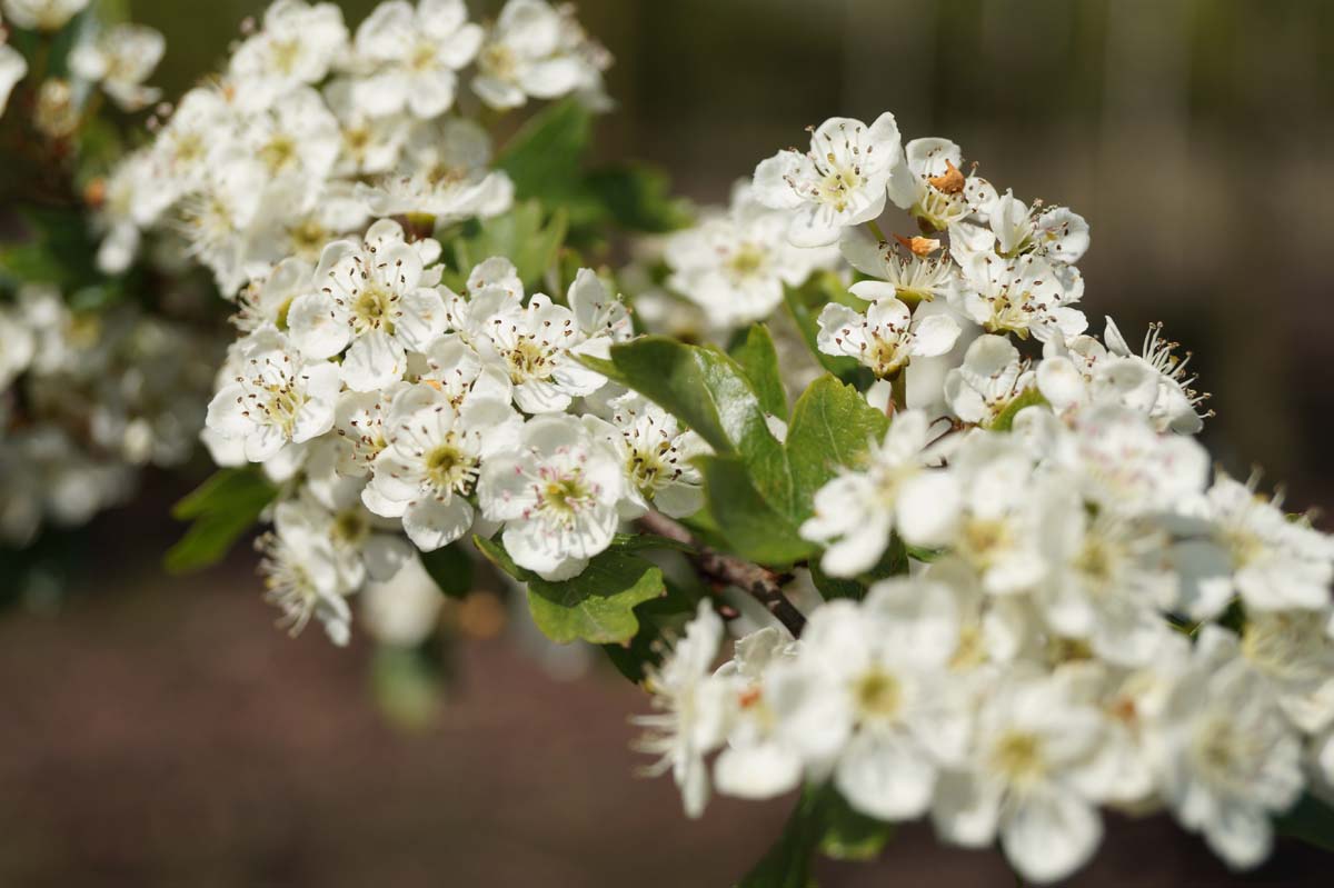 Crataegus monogyna haagplant bloem