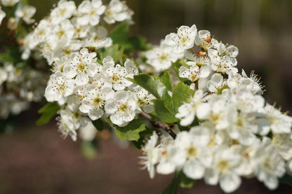 Crataegus monogyna meerstammig / struik bloem