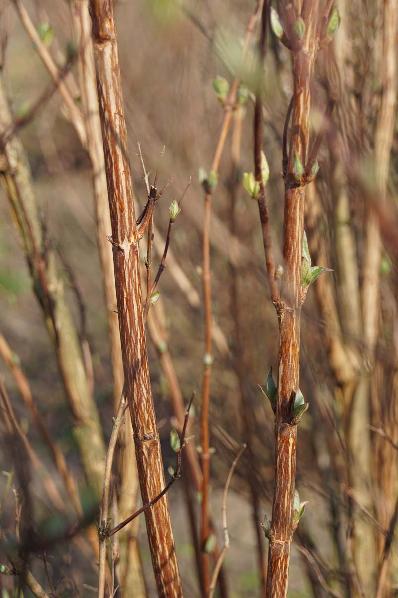 Deutzia lemoinei meerstammig / struik