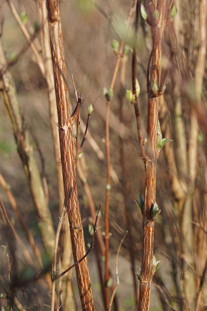 Deutzia lemoinei Tuinplanten