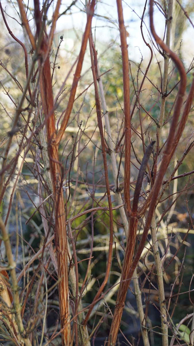 Deutzia lemoinei meerstammig / struik