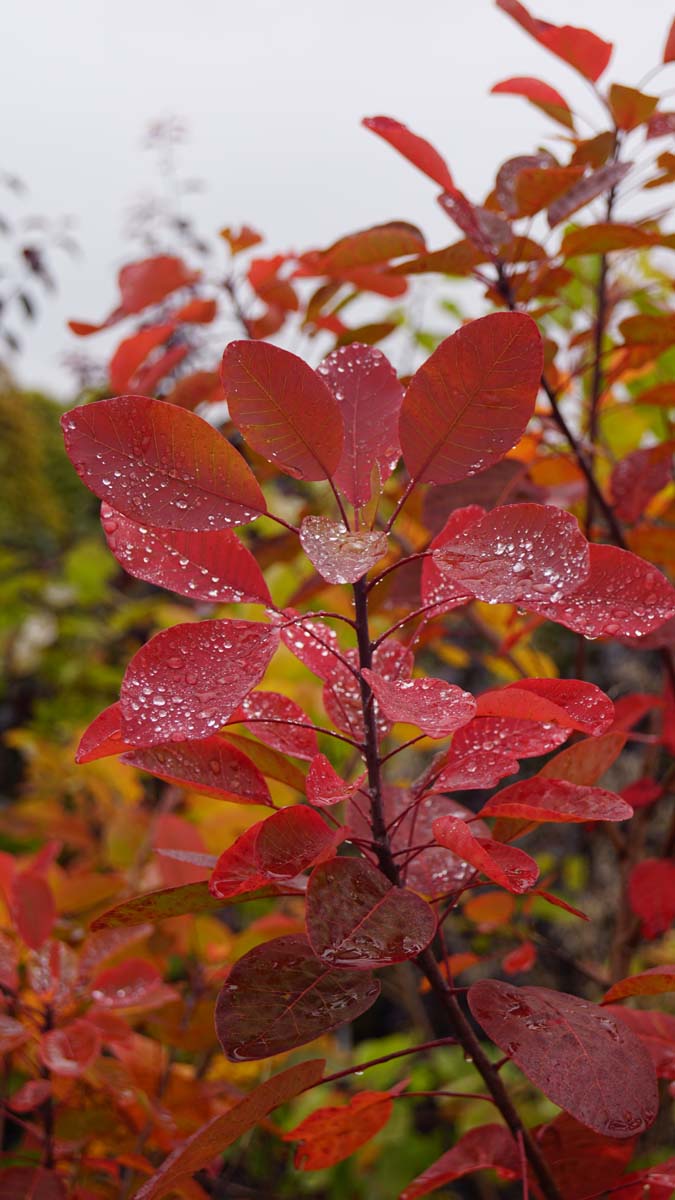 Cotinus coggygria solitair