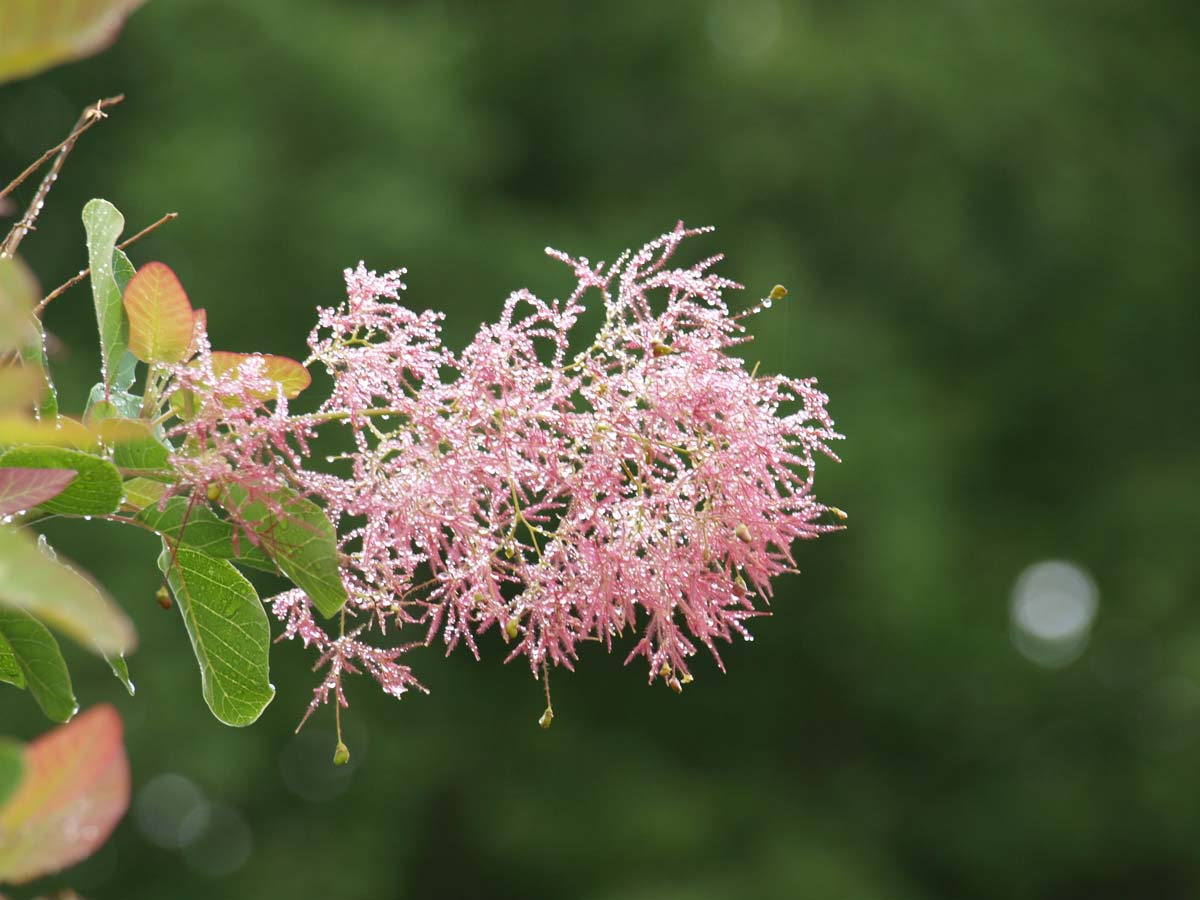 Cotinus coggygria Tuinplanten