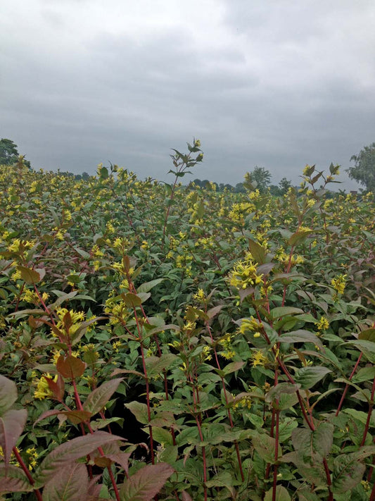 Diervilla sessilifolia meerstammig / struik