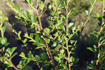 Cotoneaster simonsii haagplant blad