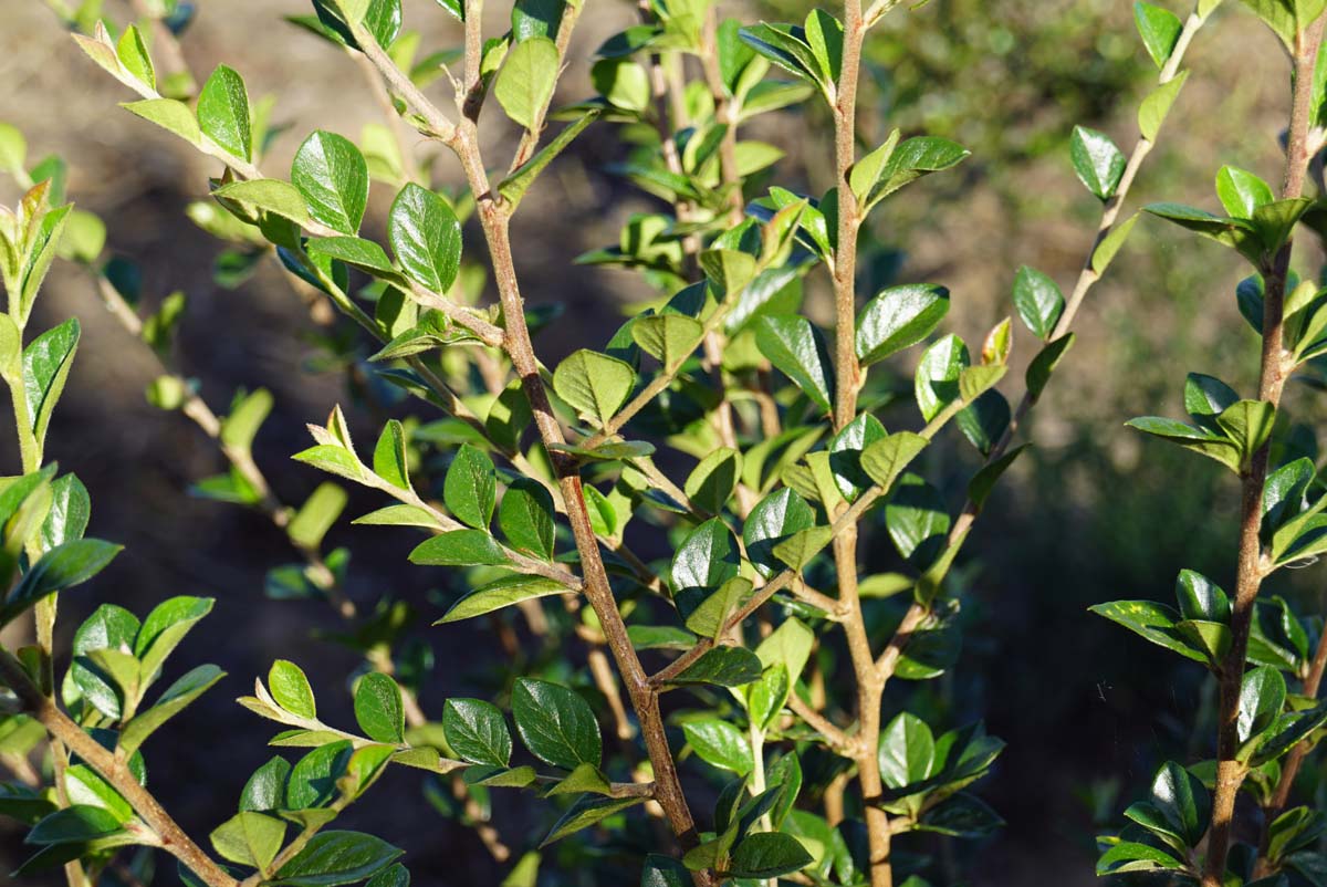 Cotoneaster simonsii Tuinplanten blad