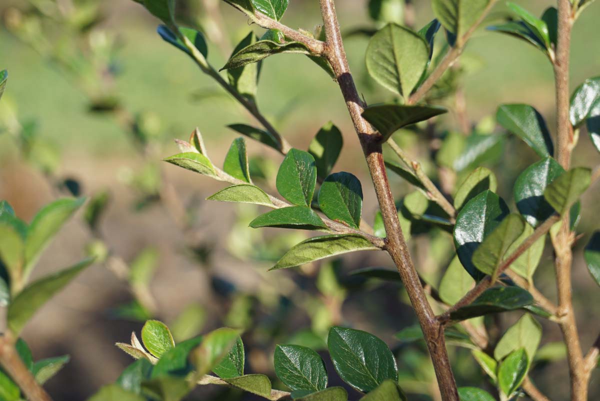 Cotoneaster simonsii Tuinplanten bloem