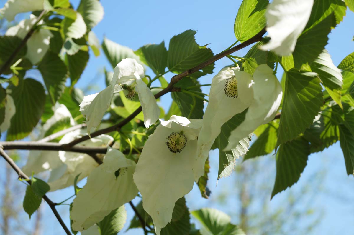 Davidia involucrata Tuinplanten bloesem