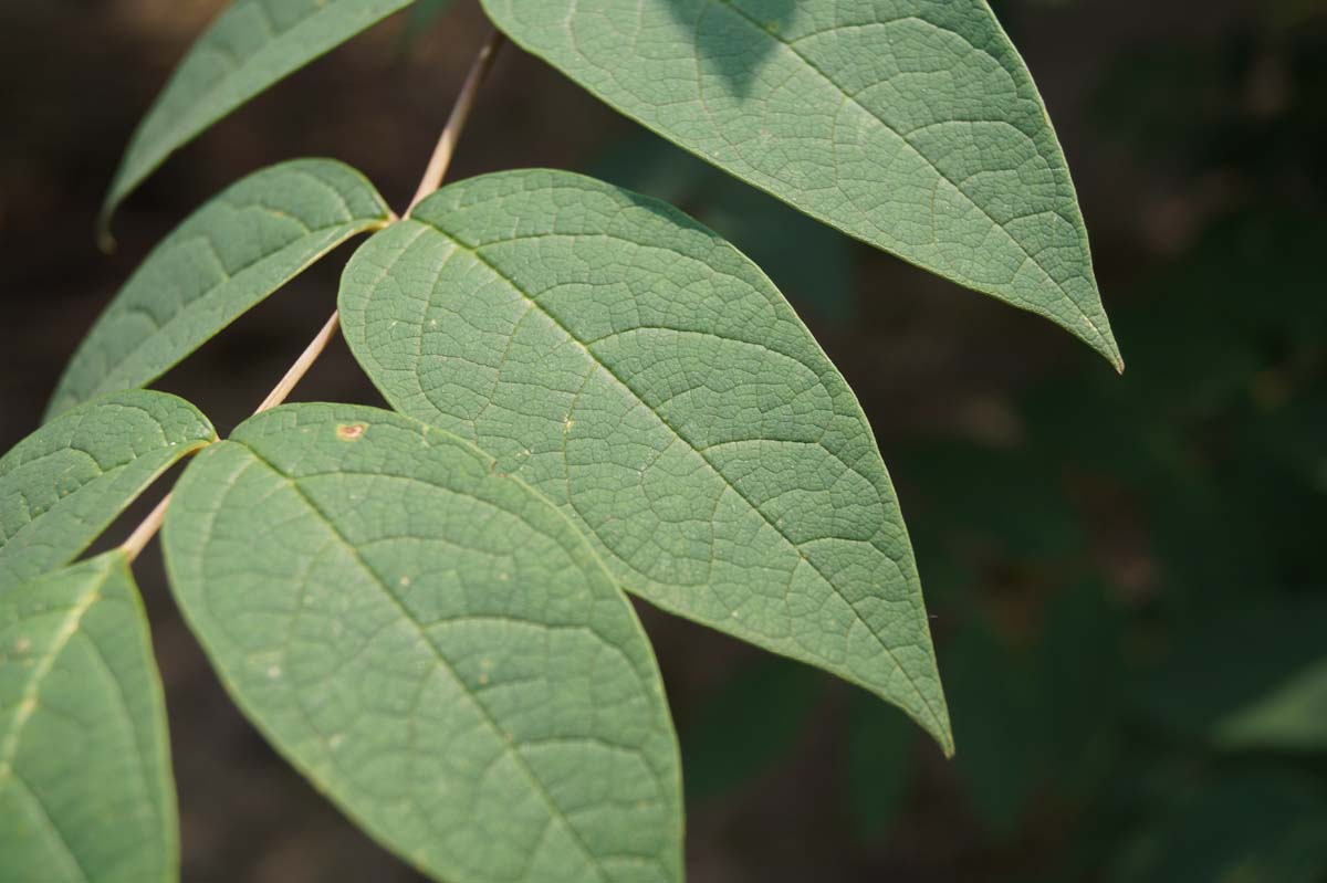 Decaisnea fargesii haagplant blad